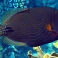 orange striped triggerfish