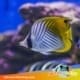 pearscale butterflyfish