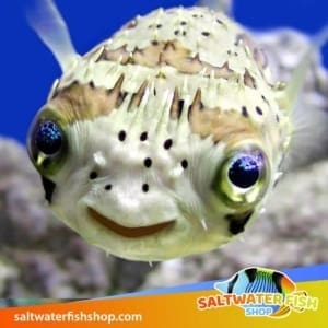 pufferfish for sale