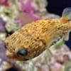 porcupine puffer fish