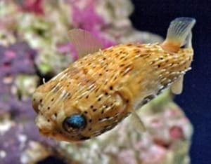 porcupine puffer fish