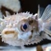 porcupine puffer for sale