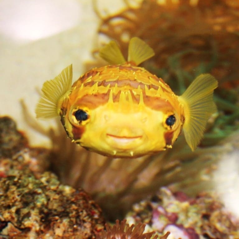 Porcupine puffer for sale saltwater porcupine pufferfish for sale