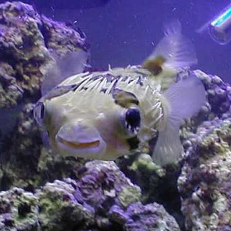 porcupine puffer