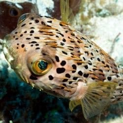 porcupine pufferfish