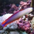 purple fire fish