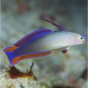 purple firefish