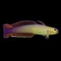 purple firefish for sale