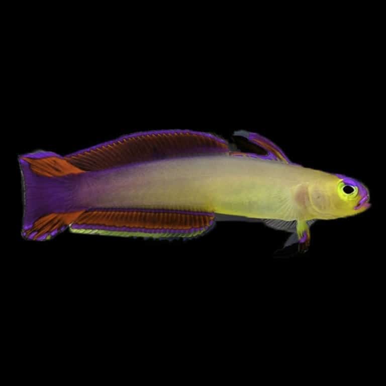 Purple Firefish goby for sale buy fire fish for sale online saltwater