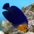 pygmy angelfish