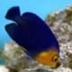 pygmy angelfish