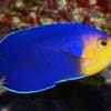 pygmy angelfish for sale