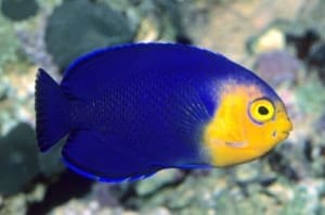 pygmy angelfish for sale