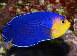 pygmy angelfish for sale