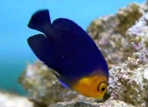 pygmy angelfish