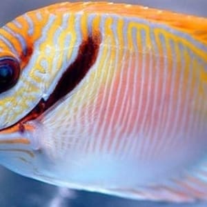 rabbitfish for sale