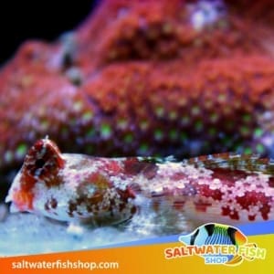 red scooter blenny