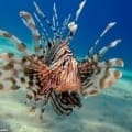 saltwater lionfish