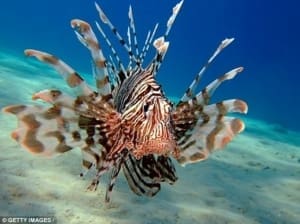 saltwater lionfish