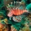 saltwater lionfish for sale