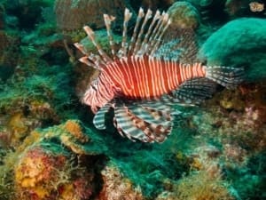 saltwater lionfish for sale