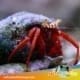 Scarlet Hermit Crab