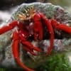 scarlet leg hermit crab