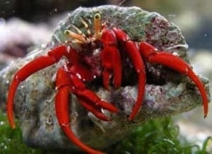 scarlet leg hermit crab