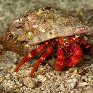 scarlet reef hermit crab