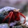 scarlet reef hermit crab