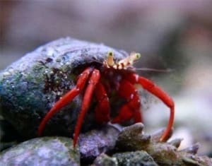 scarlet reef hermit crab