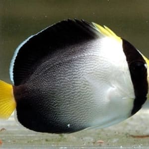 Singapore Angelfish for sale