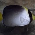 singapore angelfish for sale