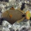 undulate triggerfish for sale