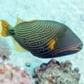 Undulatus triggerfish