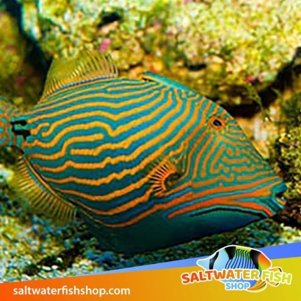 undulatus triggerfish for sale