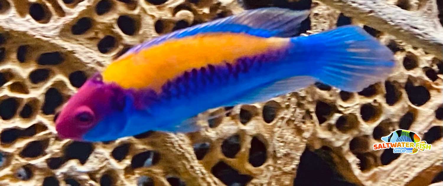 Orange back fairy wrasse for sale orange backed fairy wrasse sale