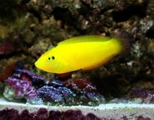 yellow coris wrasse