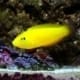 yellow coris wrasse