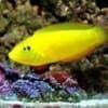 yellow coris wrasse for sale