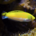 yellow coris wrasse for sale