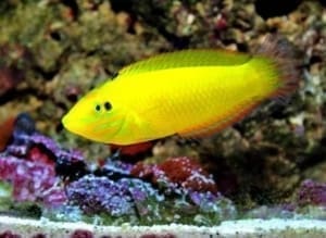 yellow coris wrasse for sale