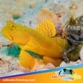 yellow watchman goby