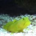 yellow watchman goby