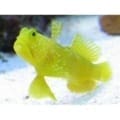 yellow watchman goby for sale