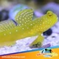 yellow watchman goby for sale