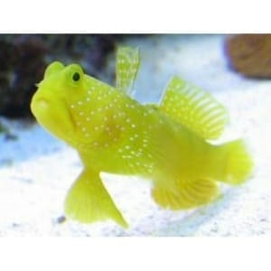 yellow watchman goby for sale