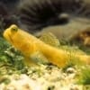 yellow watchman goby for sale near me