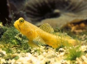 goby for sale