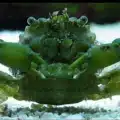 Emerald Crab